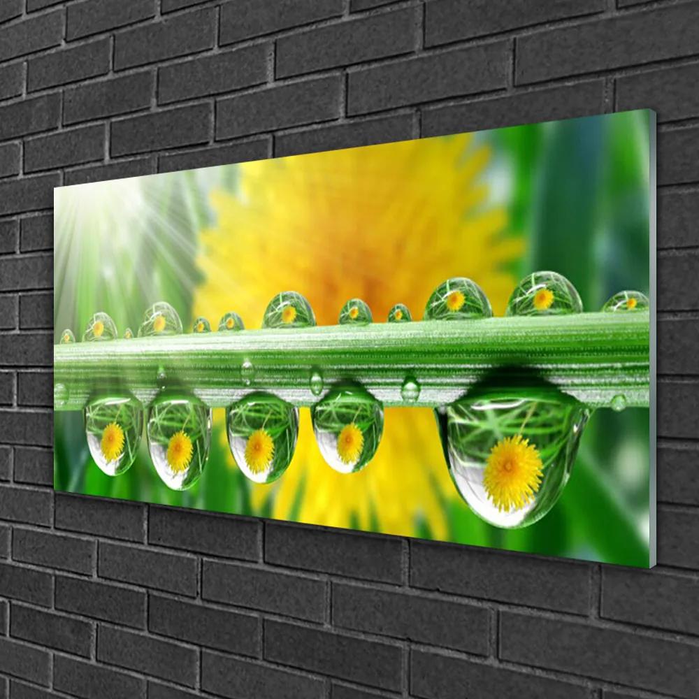 Skleneny obraz Stonka kvapky rosa rastlina 120x60 cm