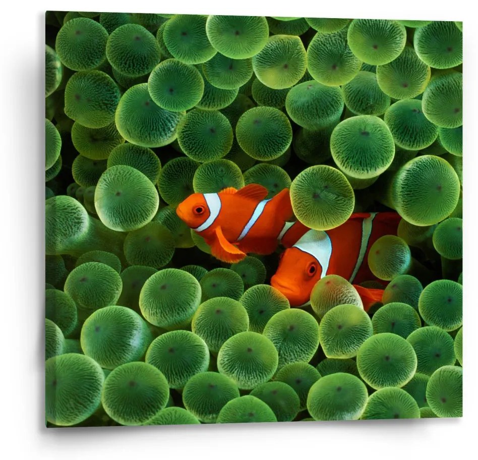 Sablio Obraz Klaun očkatý - 110x110 cm