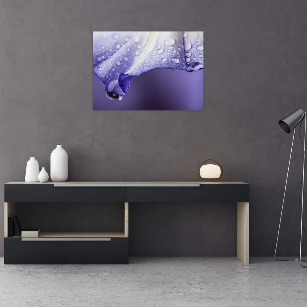Obraz - Okvetný lístok s kvapkami (70x50 cm)