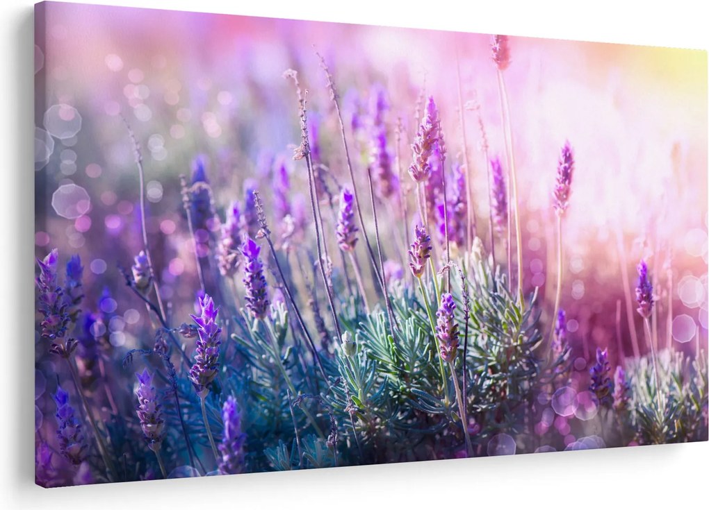 Obraz - Levanduľa vo trblietania slnka (90x60 cm)