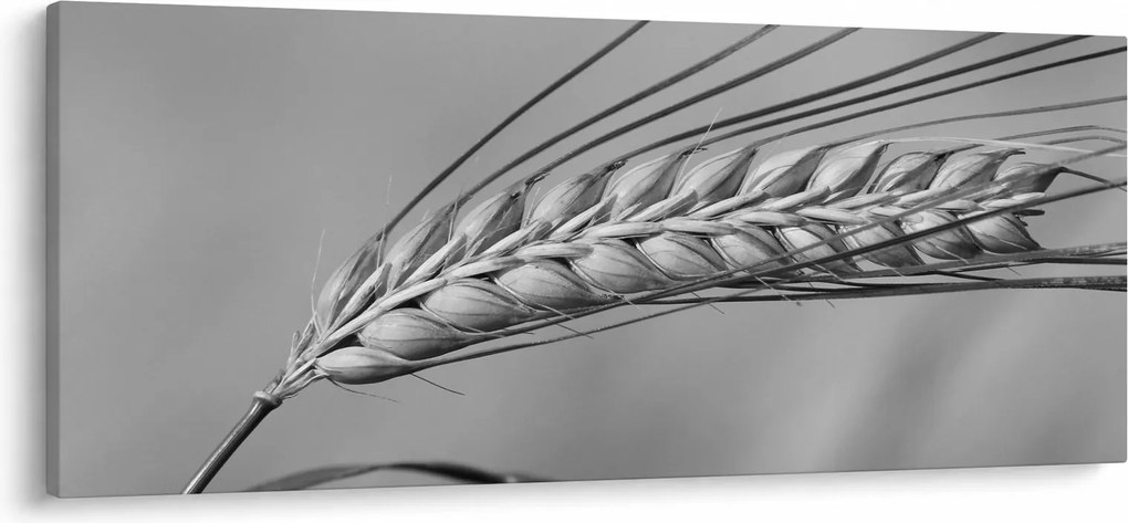 Obraz - Pšenica, čiernobiela (120x50 cm)