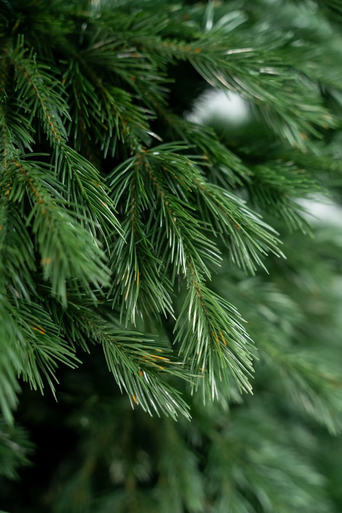 Limpol Jedľa Zuza 1,70 m