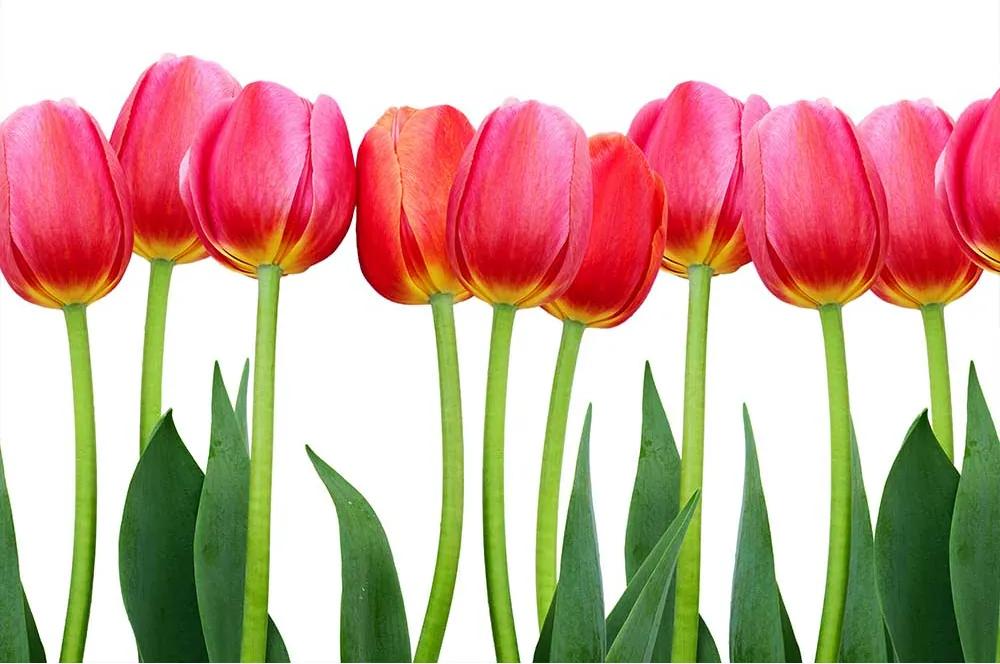 Dimex SK Fototapeta Červené tulipány 4 rôzne rozmery M -š-375 x v-150 cm