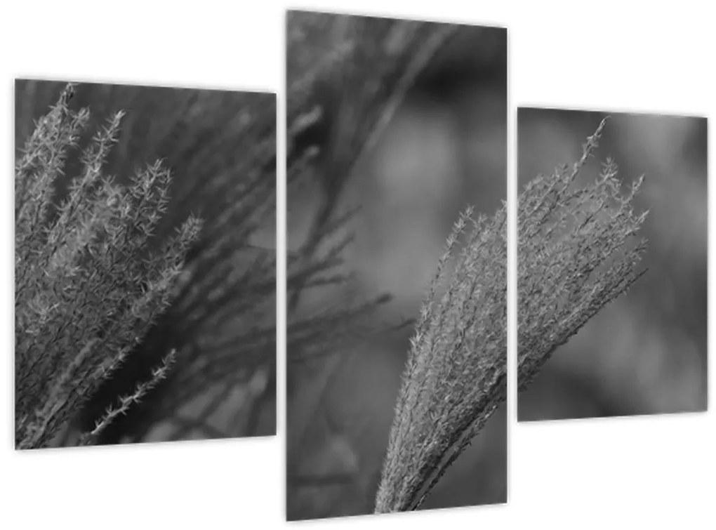 Obraz - Sušená pampová tráva (90x60 cm)