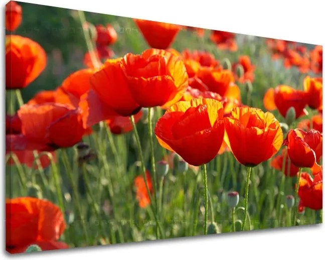 Obraz na stenu KVETY MAKY XOBKV119E11 - 80x120 cm