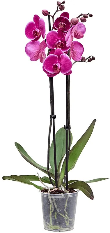 Phalaenopsis (Orchidea) Durban party time purple 12x70 cm