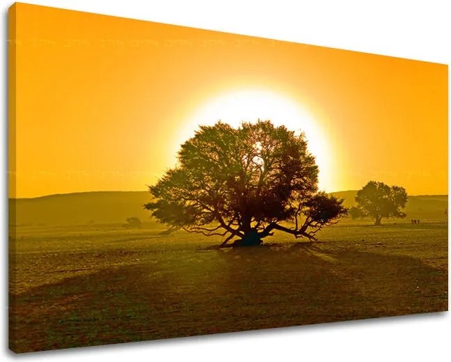 Obraz na stenu STROMY ST024E11