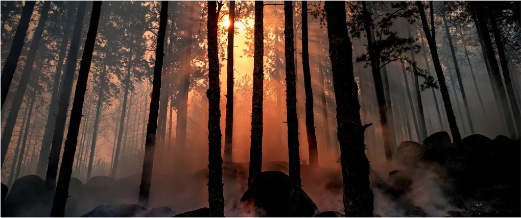 Obraz temného lesa (120x50 cm)