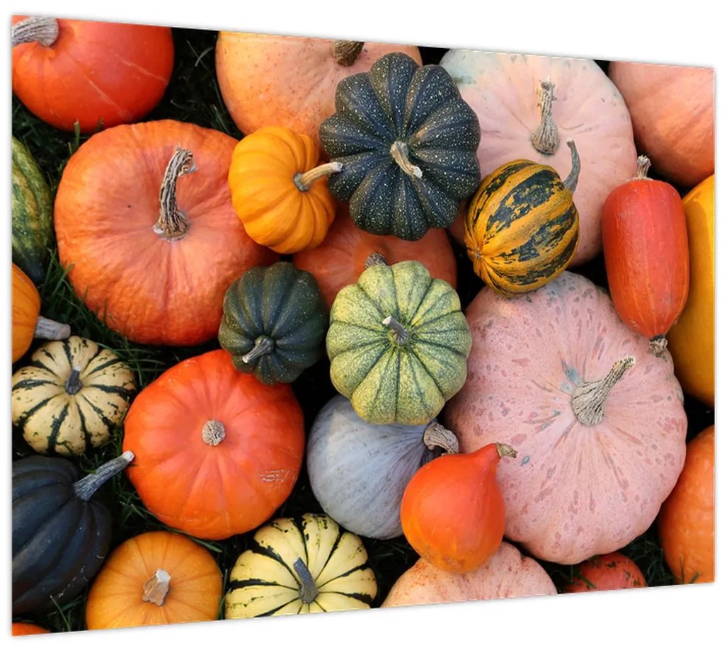 Sklenený obraz - Tekvica (70x50 cm)