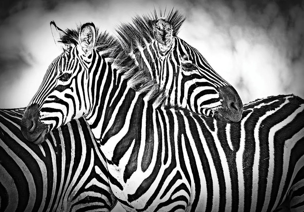 Fototapeta - Zebra (254x184 cm)