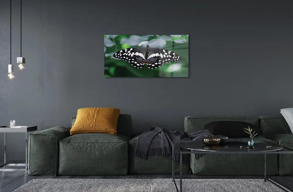 Sklenený obraz Farebný motýľ lístia 120x60 cm