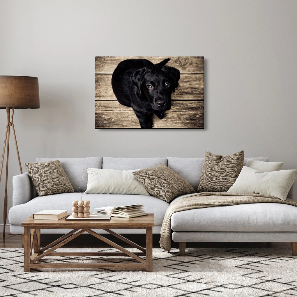 Obraz čierneho šteňaťa (90x60 cm)