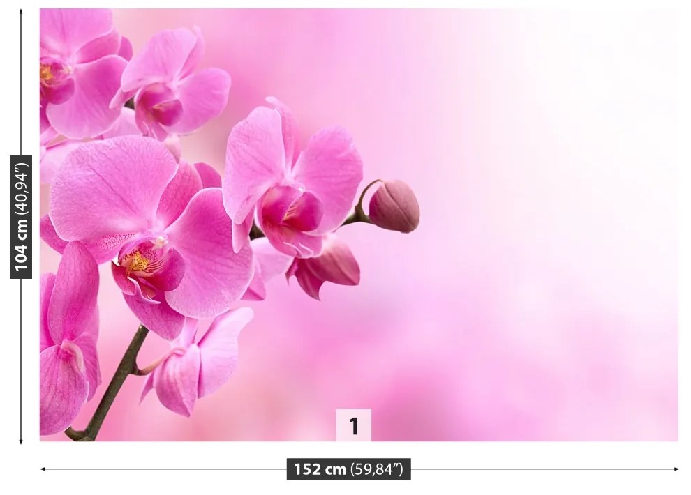 Fototapeta Vliesová Ružová orchidea 416x254 cm