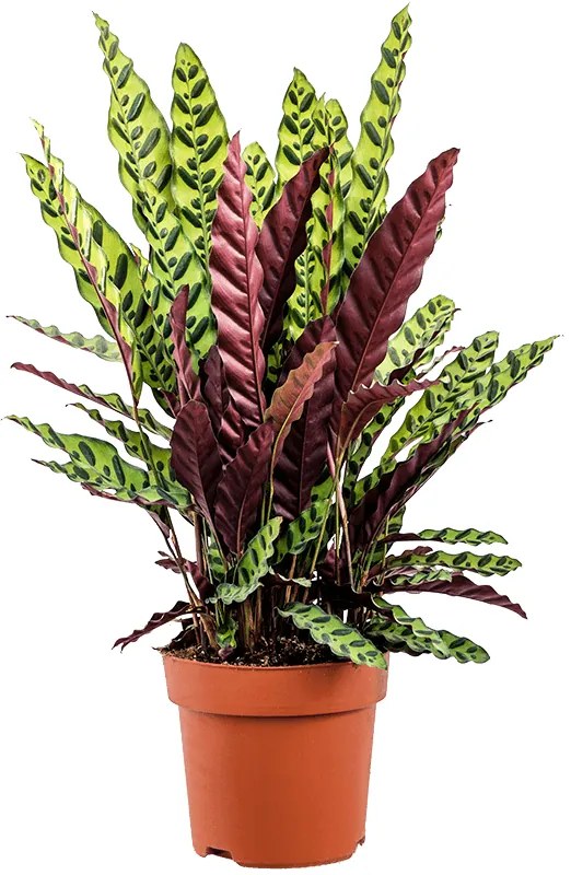 Calathea insignis bush 24x100 cm