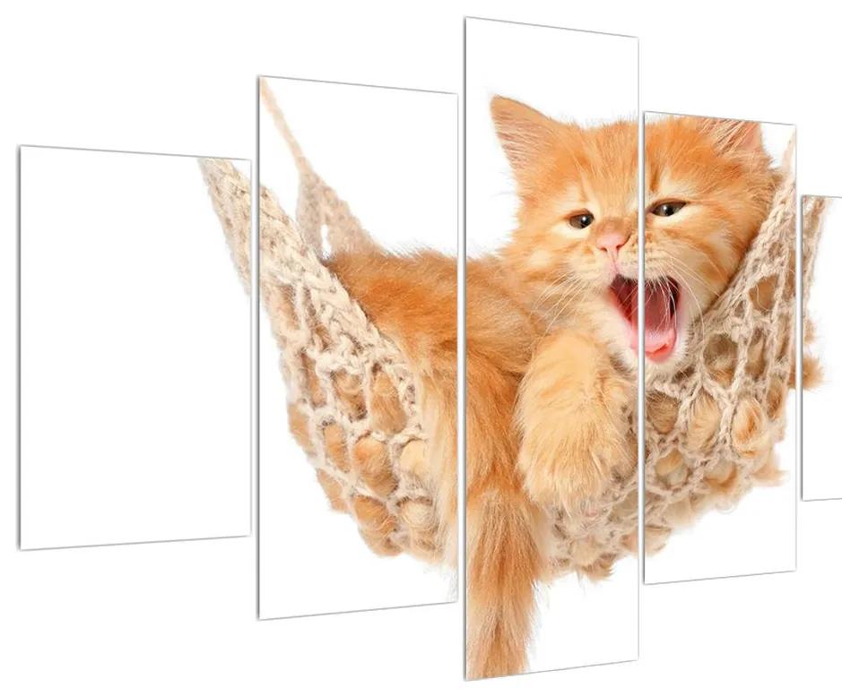 Obraz mačky v sieti (150x105 cm)