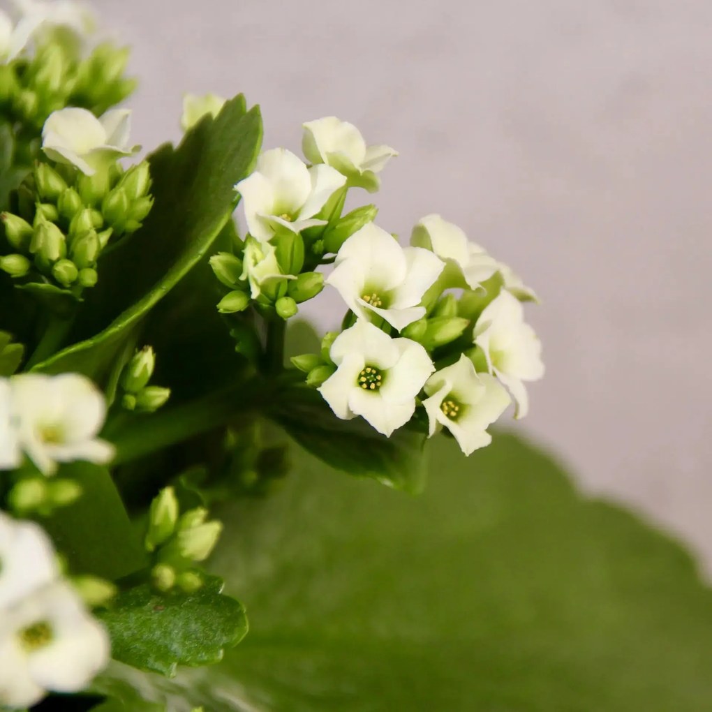 Kalanchoe Grandiva biele