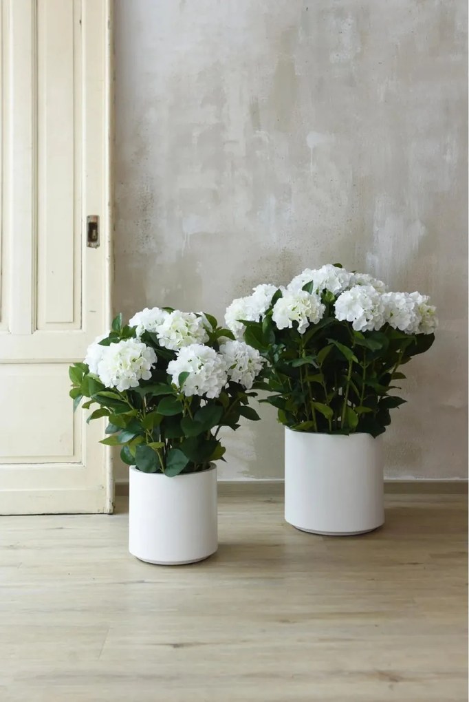Umelá hortenzia HYDRANGEA v bielom kvetináči, výška 78 cm, biela