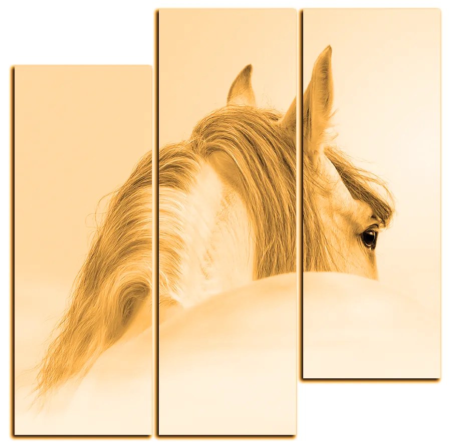 Obraz na plátne - Andalúzsky kôň v hmle - štvorec 3219FC (75x75 cm)
