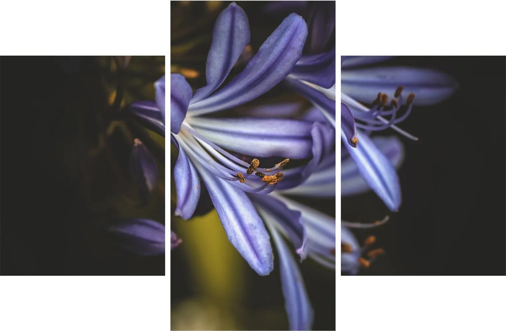Obraz - Lila (90x60 cm)