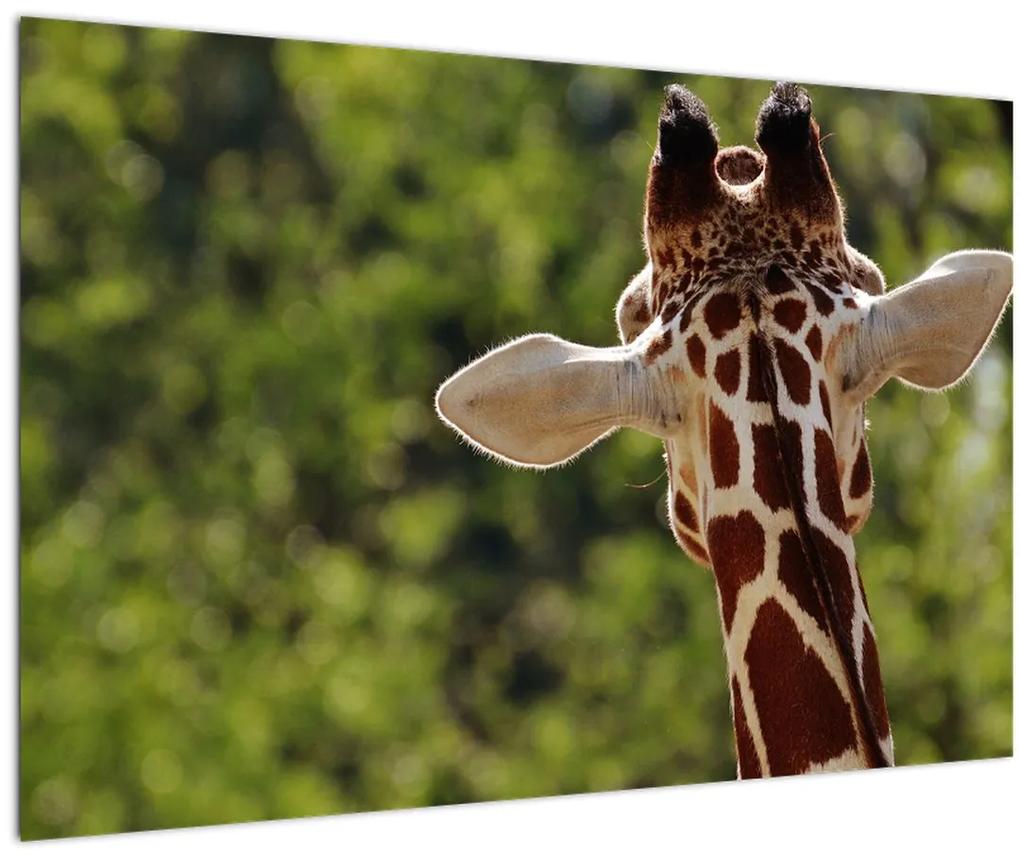 Obraz žirafy zozadu (90x60 cm)