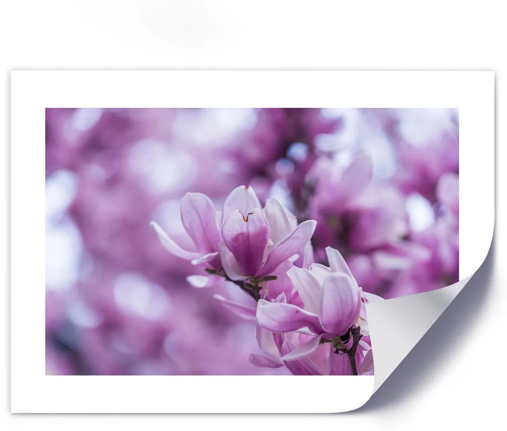 Gario Plagát Kvety magnólie Farba rámu: Bez rámu, Rozmery: 60 x 40 cm