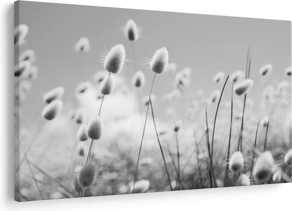 Obraz - Boho bunny tail grass (90x60 cm)