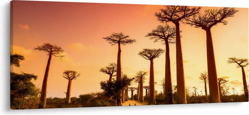 Obraz - Západ slnka v uličke Baobab (120x50 cm)