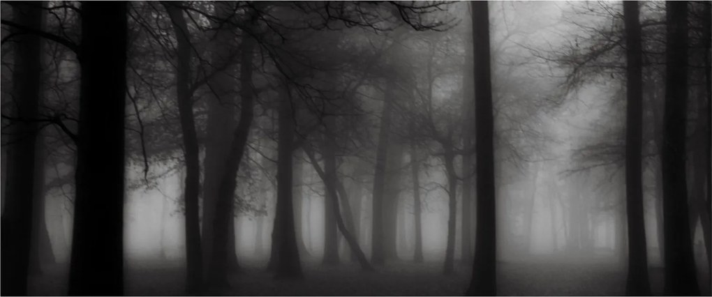 Obraz - Les v hmle (120x50 cm)