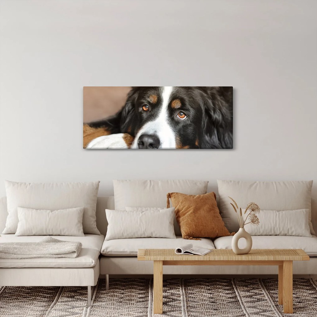 Obraz psa (120x50 cm)
