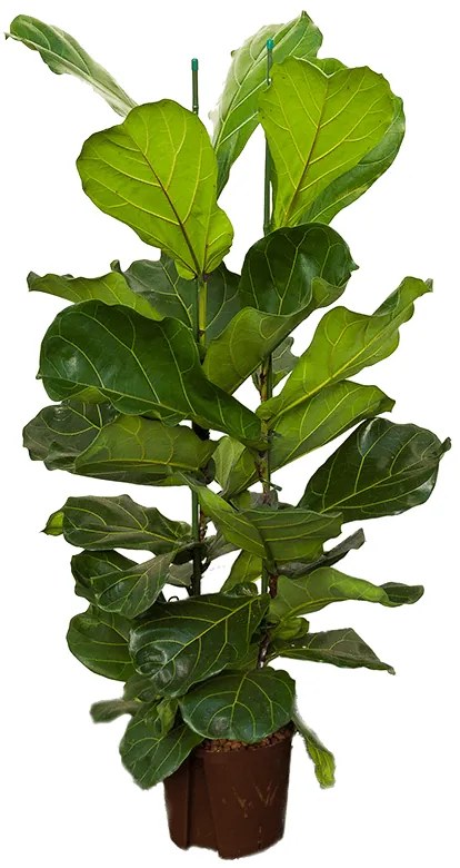 Ficus lyrata 22/19 v.120 cm