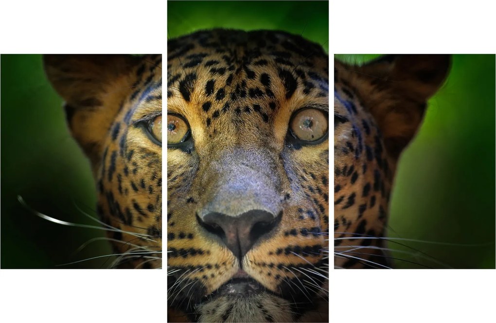 Obraz - Portrét leoparda, Sri Lanka (90x60 cm)