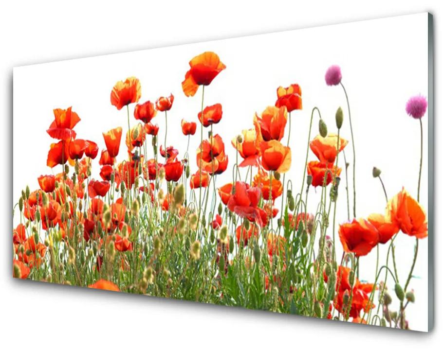 Obraz plexi Maky rastlina príroda 100x50 cm