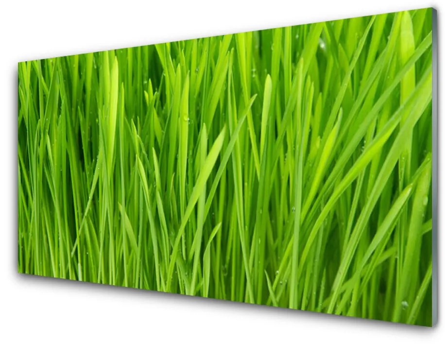 Obraz na akrylátovom skle Tráva rastlina príroda 100x50cm