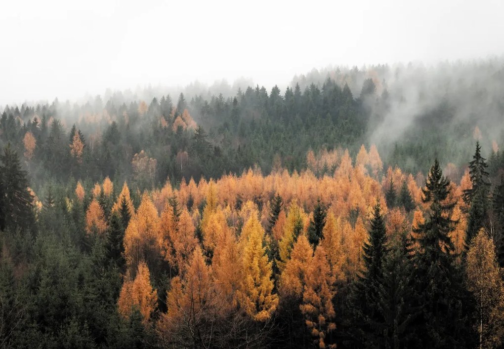 Fototapeta - Jesenný les (147x102 cm)