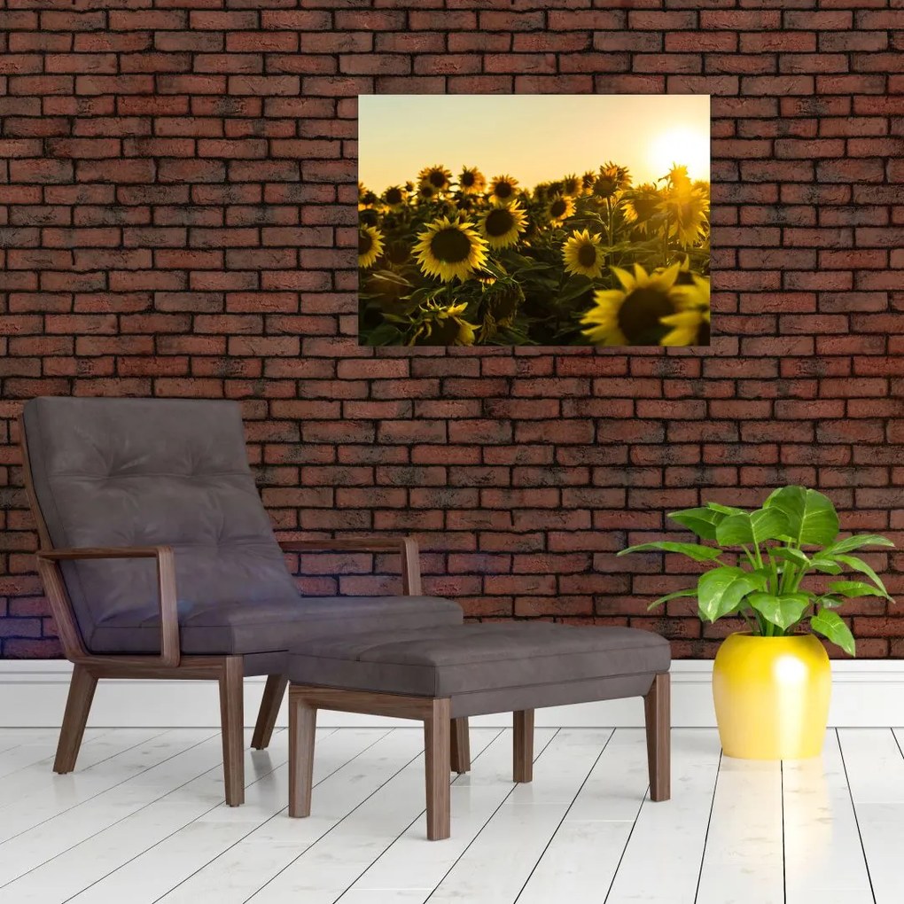 Sklenený obraz slnečnicového poľa (70x50 cm)