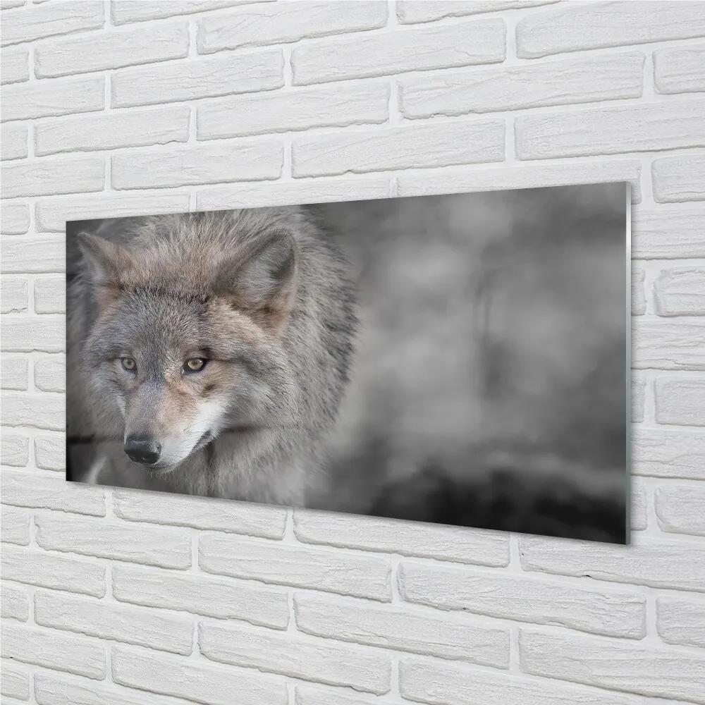 Sklenený obraz vlk 100x50 cm