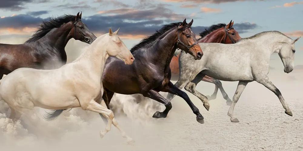 Obraz stádo koní Varianta: 100x50