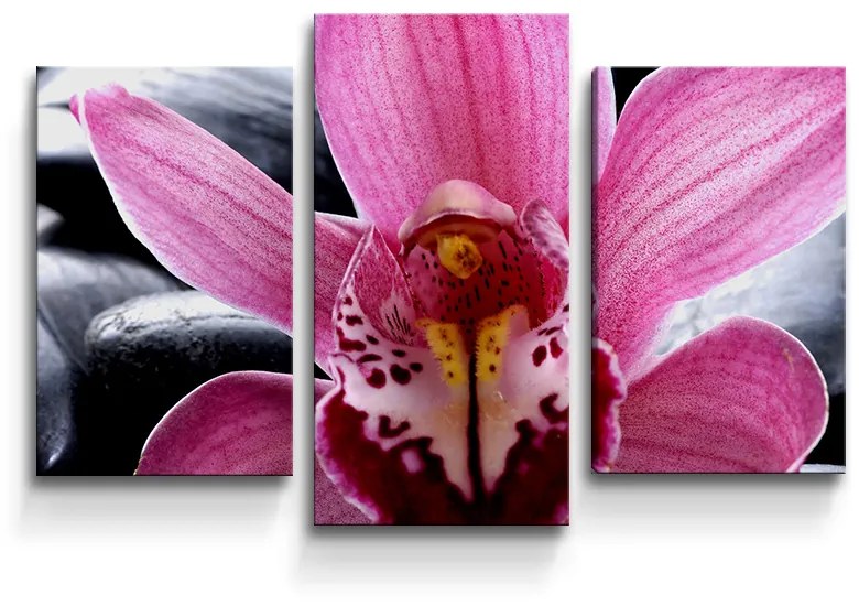 Sablio Obraz - 3-dílný Ružová orchidea - 75x50 cm