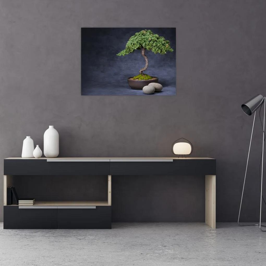 Sklenený obraz - Bonsai (70x50 cm)