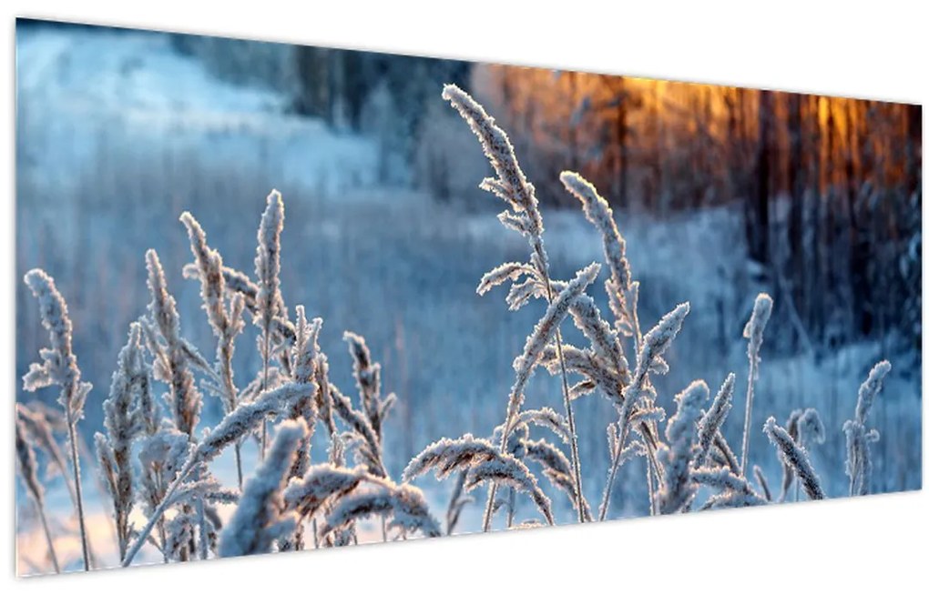Obraz - Zimná lúka (120x50 cm)
