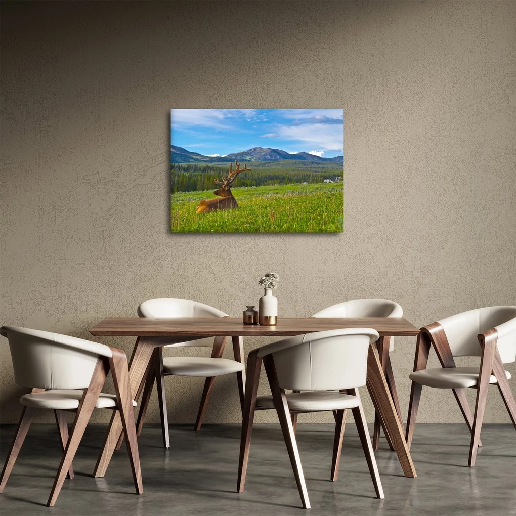 Obraz - Jeleň v lúke (70x50 cm)