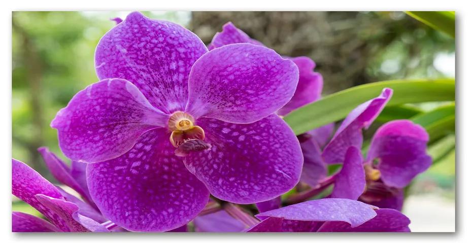 Foto obraz akrylové sklo Orchidea pl-oa-140x70-f-64607986