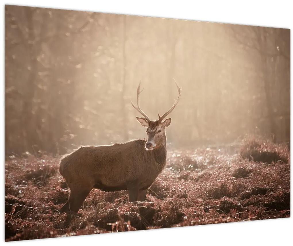Obraz - Jeleň v lese (90x60 cm)
