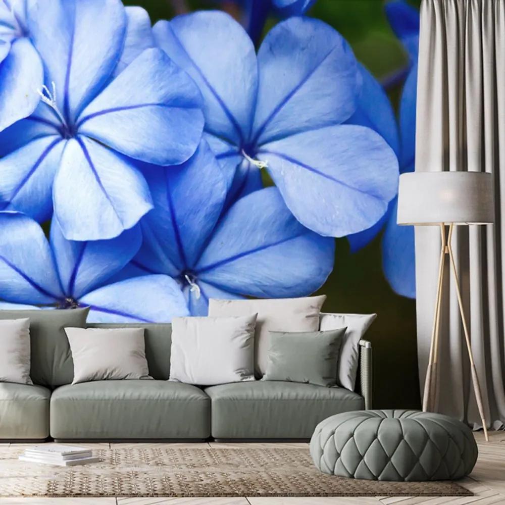 Samolepiaca fototapeta divoké modré kvety - 225x150