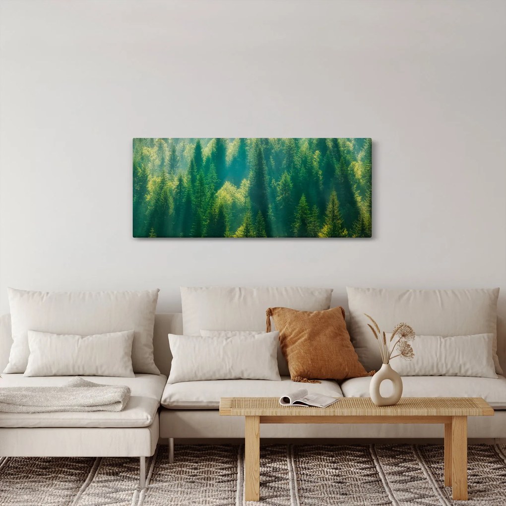 Obraz - Borovicový les (120x50 cm)