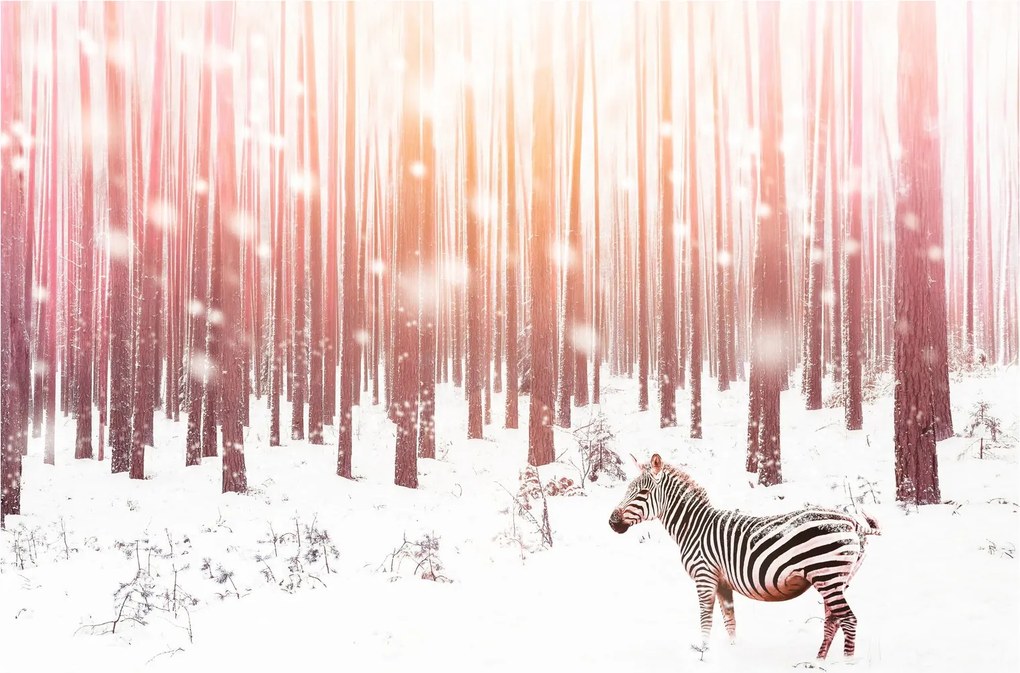 Obraz - Zebra v zasneženom lese (90x60 cm)