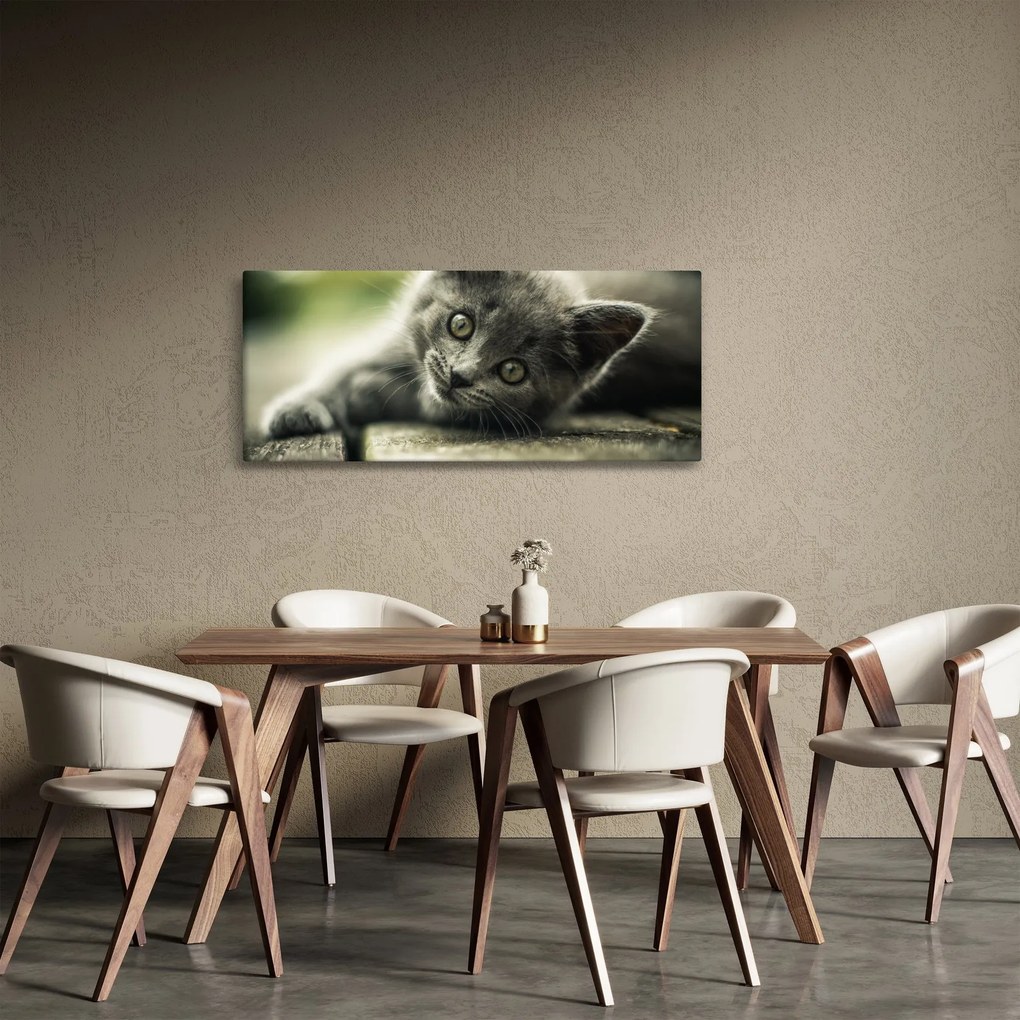 Obraz mačiatka (120x50 cm)