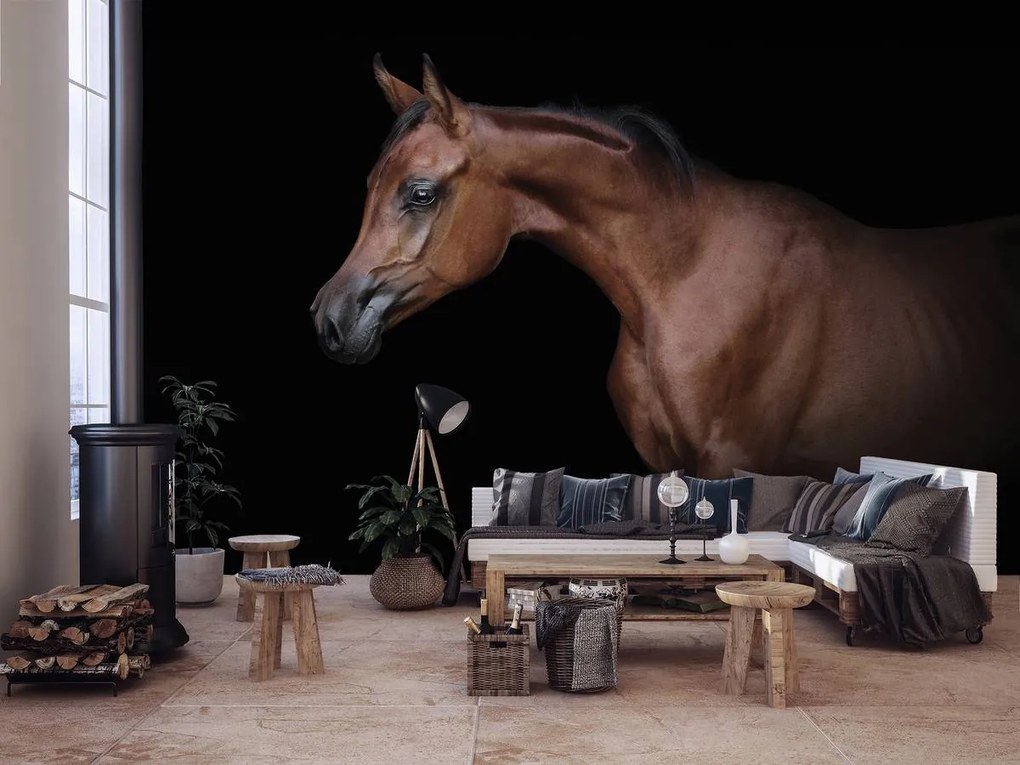 Fototapeta - Hnedý kôň na čiernom pozadí (152,5x104 cm)