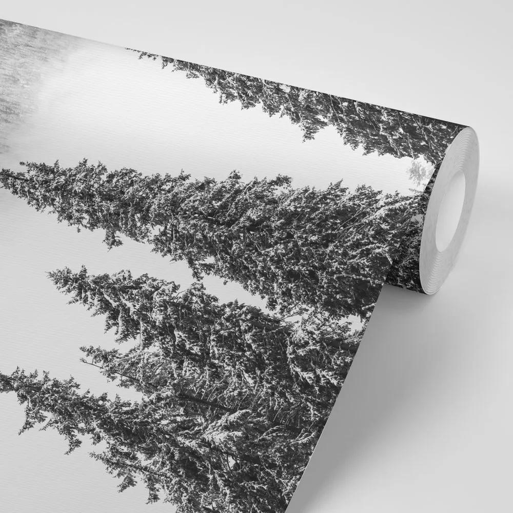 Samolepiaca fototapeta čiernobiele stromy pokryté čerstvým snehom