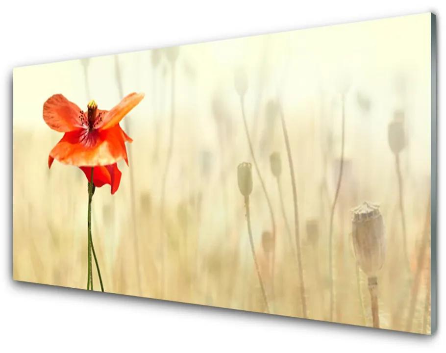 Obraz plexi Maky rastlina príroda 120x60 cm